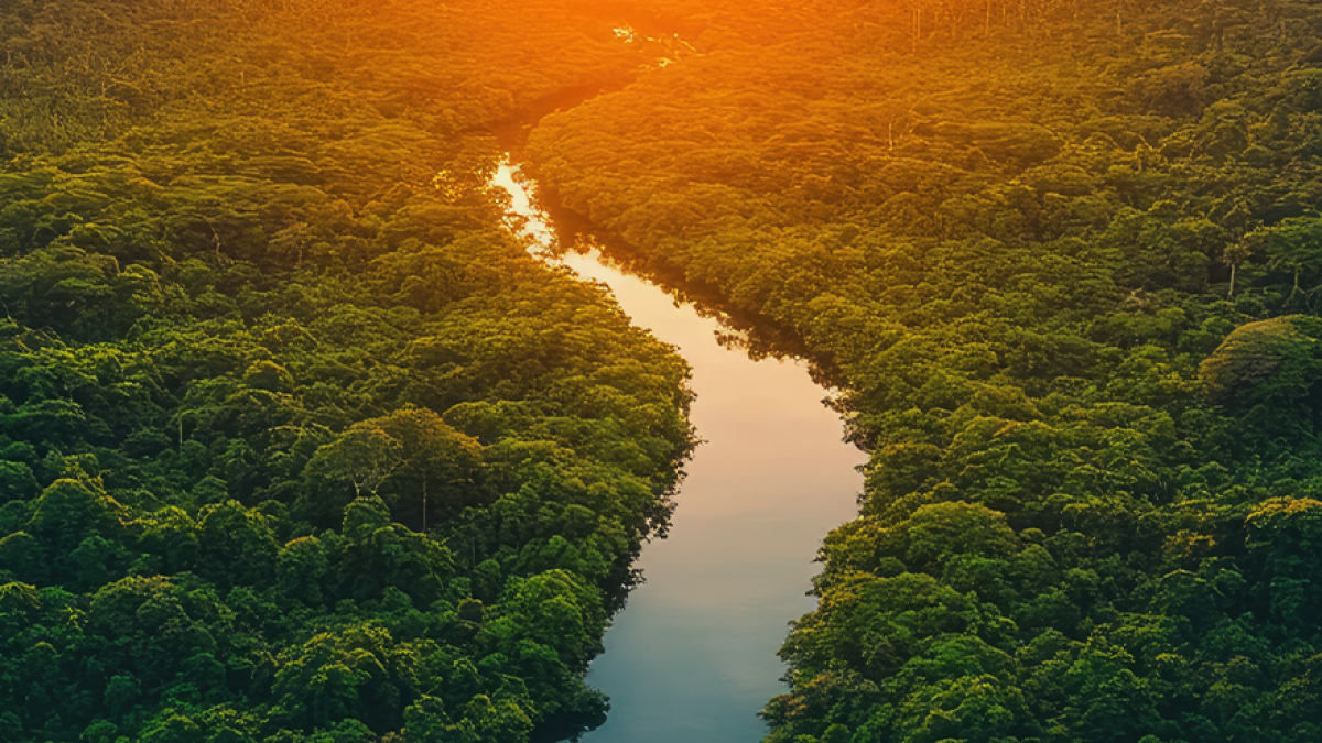 Into The Amazon